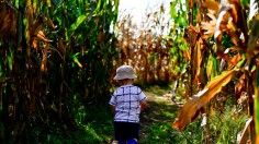 Corn Mazes: A Safe Outdoor Activity this Autumn