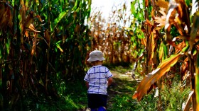 Corn Mazes: A Safe Outdoor Activity this Autumn