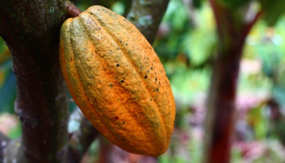 All Natural: Hand Pollination Increases Cocoa Yield and Farmer Income, not Agrochemicals 