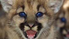 Mountain Lion Cub Rescued for California Fire, Treatment Ongoing