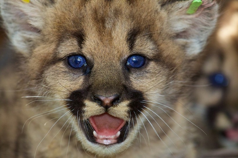 Mountain Lion Cub Rescued for California Fire, Treatment Ongoing
