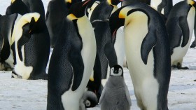 Melting Antarctic Uncovered Preserved 800- to 5,000-Year-Old Penguins