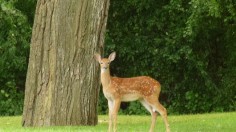 Missouri Department of Conservation: Hemorrhagic Disease Found in Deer  