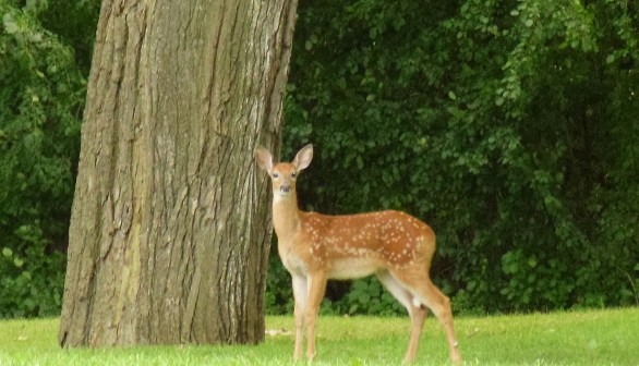 Missouri Department of Conservation: Hemorrhagic Disease Found in Deer  