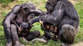 Teasing Behavior in Apes: Human Toddlers, and Infants May Improve Our Understanding of Evolution and Humor