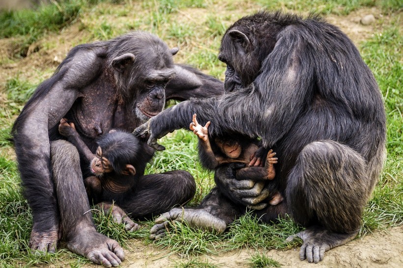 Teasing Behavior in Apes: Human Toddlers, and Infants May Improve Our Understanding of Evolution and Humor