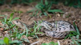 Kukri Snake Slices Toads Open and Eat Their Organs While Still Alive