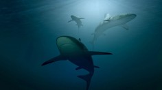 Conservationist Groups: Shark-based Coronavirus Vaccine will Kill half a Million Sharks