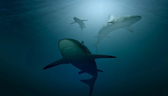 Conservationist Groups: Shark-based Coronavirus Vaccine will Kill half a Million Sharks