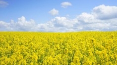 Mycovirus Converts Fungus from Deadly Infectious Organism to Beneficial Rapeseed Immune System Booster