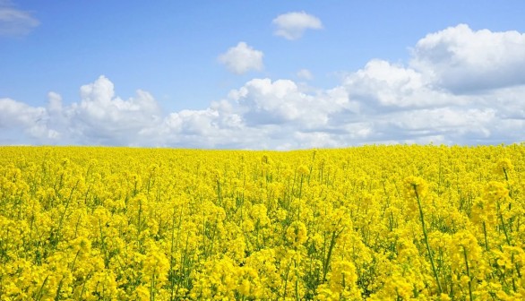 Mycovirus Converts Fungus from Deadly Infectious Organism to Beneficial Rapeseed Immune System Booster
