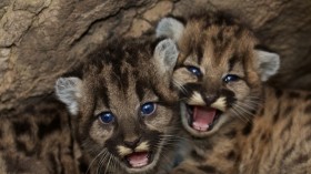 Two More Mountain Cubs Adopted by Oakland Zoo from California Wildfire 