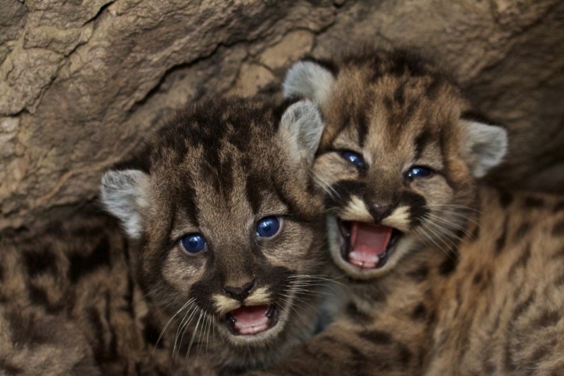 Two More Mountain Cubs Adopted by Oakland Zoo from California Wildfire 