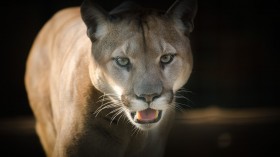 Mother Cougar in Slate Canyon in Utah Follows and Threatens Jogger for Six Minutes