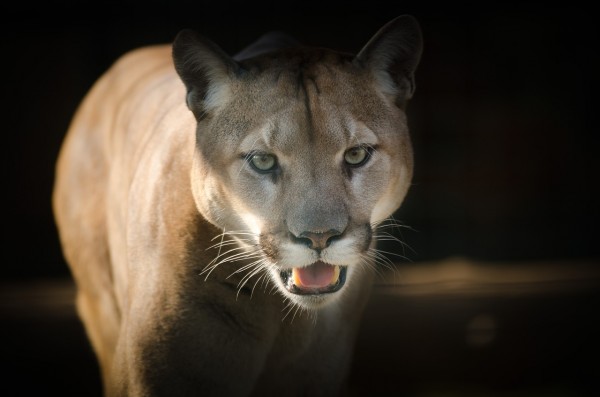 Mother Cougar in Slate Canyon in Utah Follows and Threatens Jogger for Six Minutes