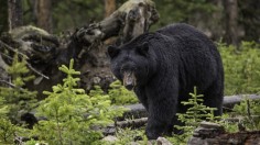 North Carolina Warning: Bear Activity on Rise as they Prepare for Hibernation 
