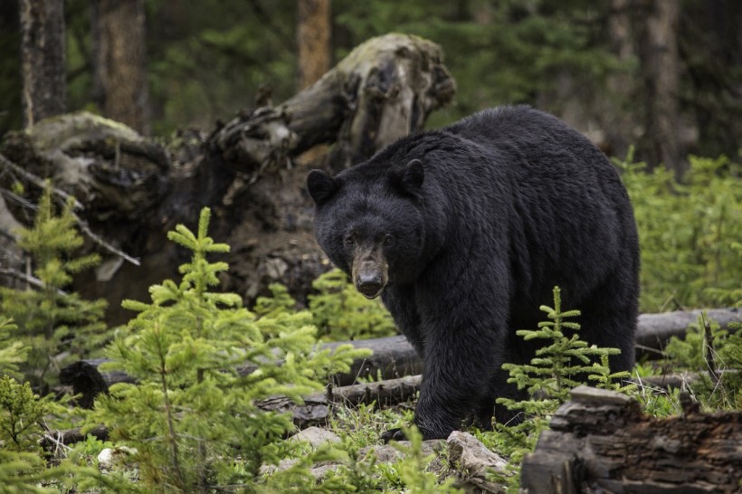 North Carolina Warning: Bear Activity on Rise as they Prepare for Hibernation 
