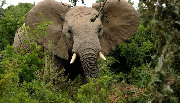 Forest African Elephants Create Network of Elephant Trails for Local People and Animals in Africa