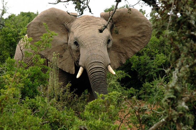 Forest African Elephants Create Network of Elephant Trails for Local People and Animals in Africa