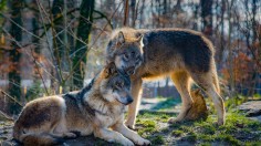 Michigan Poacher who Hunted Three Bald Eagles and 18 Wolves is Jailed, Fined, and has Hunting License Indefinitely Revoked