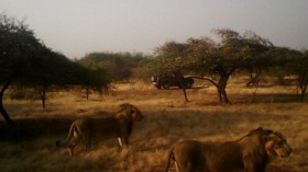 New Study Explores Cooperation in Male Lions in Gir Forest in India