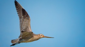 Record-Breaking Godwit Bird Flies from Alaska to New Zealand Non-Stop, Traversing 7,500 miles for 11 Days