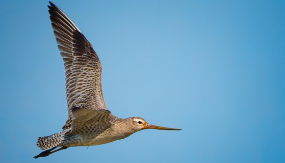 Record-Breaking Godwit Bird Flies from Alaska to New Zealand Non-Stop, Traversing 7,500 miles for 11 Days