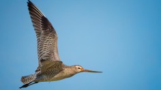 Record-Breaking Godwit Bird Flies from Alaska to New Zealand Non-Stop, Traversing 7,500 miles for 11 Days