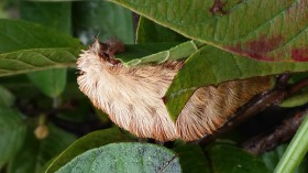 Virginia Invaded by Venomous Caterpillars Which Appear like Walking Toupées