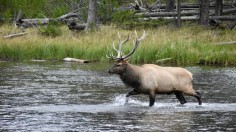 Elk with Antler Tangled in Hammock Nearly Drowns in River