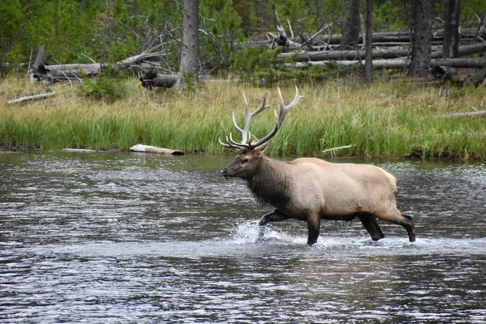 Elk with Antler Tangled in Hammock Nearly Drowns in River