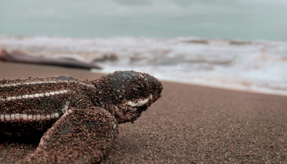 Sightings of Sea Turtles in the Ireland & UK Have Been Mysteriously Declining