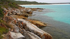 Scientists Restore Seagrasses and Rejuvenate Marine Life in Coastal Bays