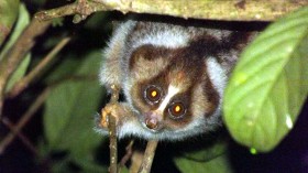 The Cute and Deadly Slow Lories: Flesh-Rotting Venom are Meant for Its Peers 