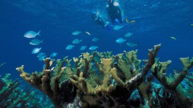 Study Discovered that Elkhorn Corals Fight and Resist Reef Diseases Actively