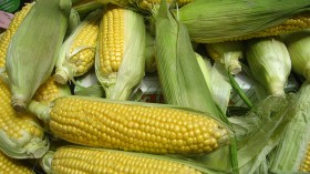 corn