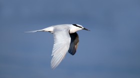 Seabird Terns Can Seem to Anticipate Typhoons to Assist in Their Migration
