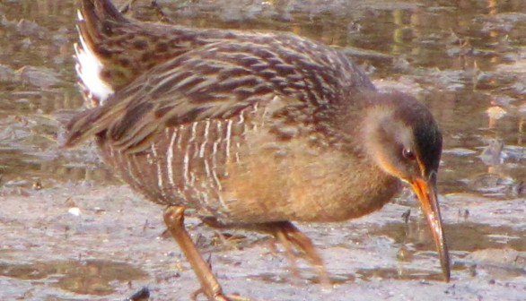 Scientists Determine How Marsh Birds Survive Dangerous Hurricanes and Natural Disasters such as Hurricane Zeta