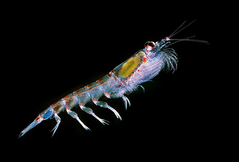Marine Reserves Will Protect Species Such as Antarctic Krill From Global Warming and Overfishing - Nature World News