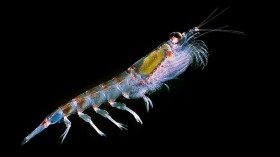 Marine Reserves Will Protect Marine Species such as Antarctic Krill from Global Warming and Overfishing