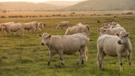 Rotational Grazing Resisted by Cattle Ranchers Due to Challenges Faced by Livestock Producers Regarding Labor and Water