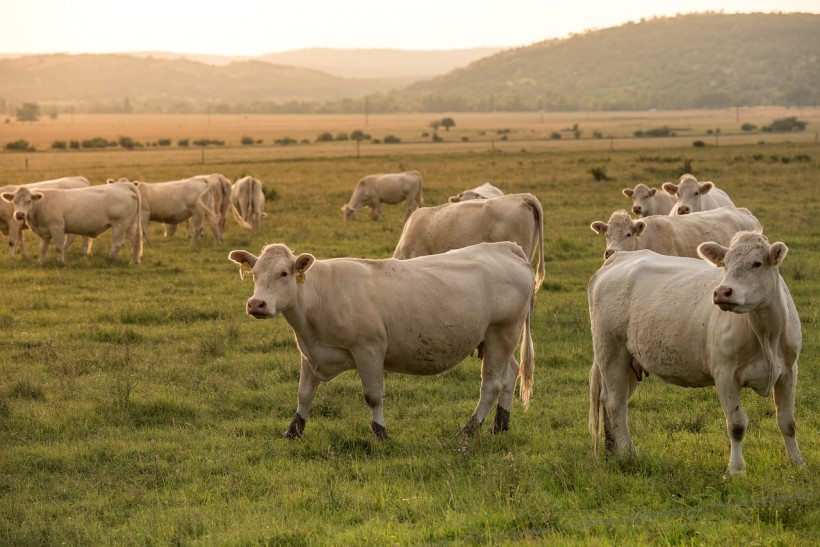 Rotational Grazing Resisted by Cattle Ranchers Due to Challenges Faced by Livestock Producers Regarding Labor and Water