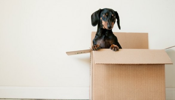 Moving With a Pet: How Not to Harm 