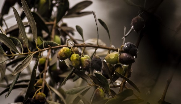 When the Olives are Gone: the Apocalypse Brought by Xylella fastidiosa 