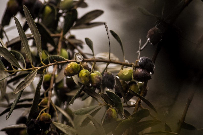 When the Olives are Gone: the Apocalypse Brought by Xylella fastidiosa 