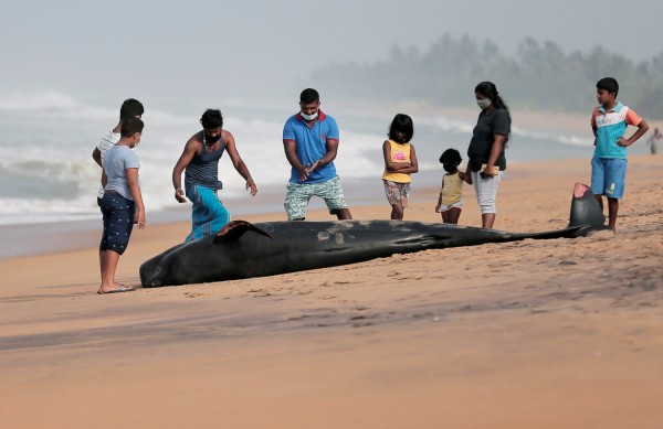100 Beached Whales Rescued in Sri Lanka after Mass Stranding