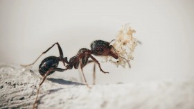Ants Ingest Formic Acid to Disinfect Their Bodies Against Bacterial Infection