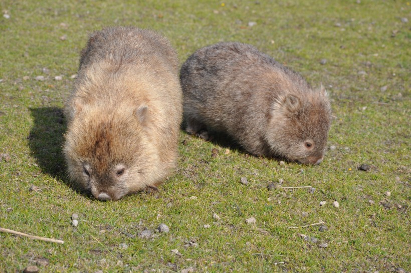 How Wombats Use their Bums 