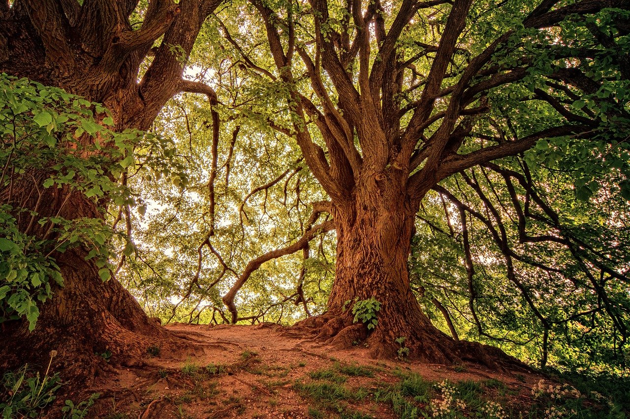 Study Finds that the Largest Trees Capture Much More Carbon and