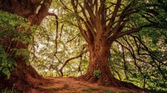 Study Finds that the Largest Trees Capture Much More Carbon and Dominate Forest Carbon Storage